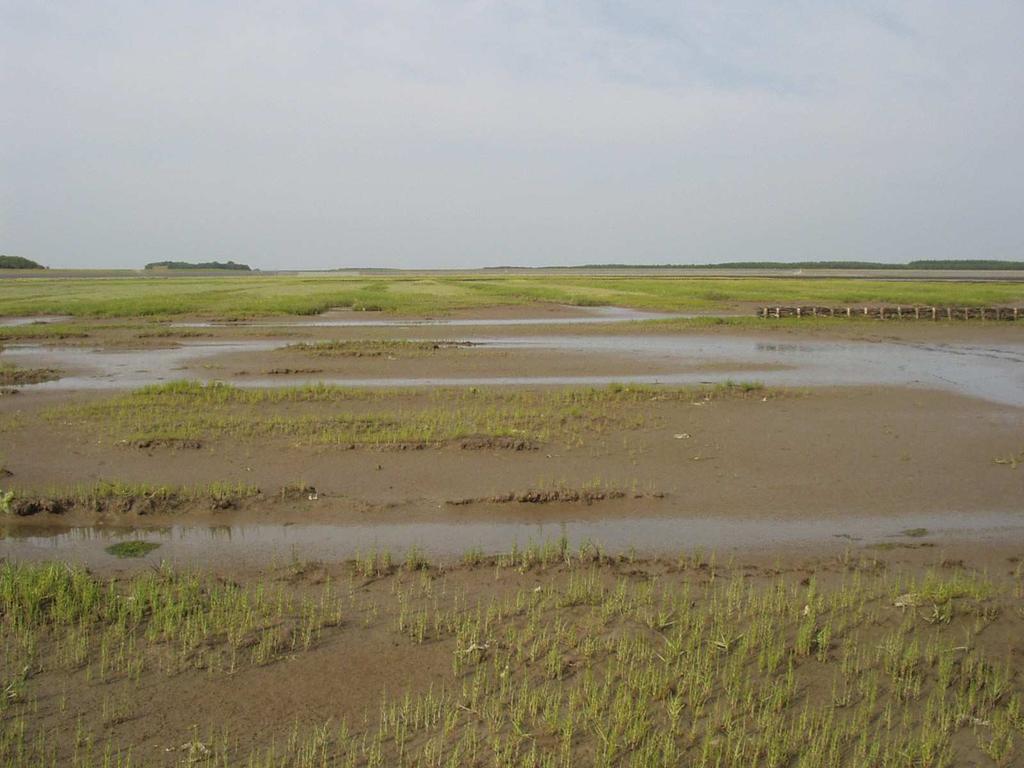 MONITORING EN BEHEER VAN DE KWELDERWERKEN IN FRIESLAND EN GRONINGEN 1960-2006