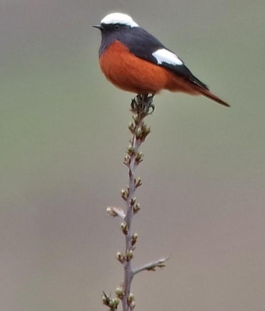 Witkruinroodstaart man / Guldenstadt's Redstart male Dag/day 3 3 mei/may Kazbegi, helling van Mt Kuro noord naar Russische grens zuid naar pass.