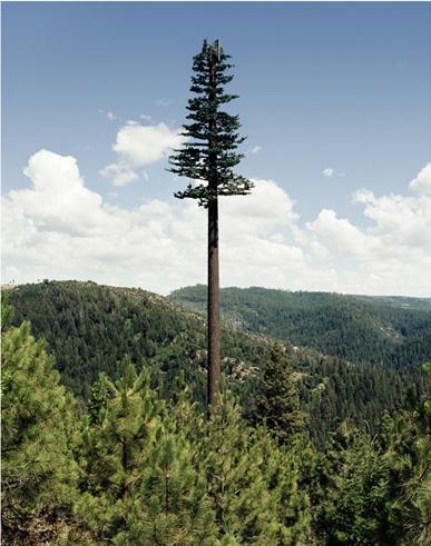 simpelweg niet thuis te brengen? Juist ja, dit zijn dus nepbomen. Specifieker: het zijn vermomde gsm-masten. Cellphone trees, zo heet het mooi in het Engels. New Trees, noemt de fotograaf ze zelf.