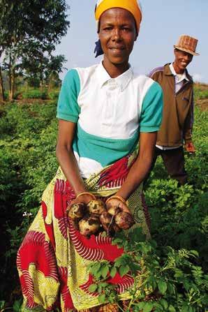 De aardappelteler in Burundi is meestal een vrouw.