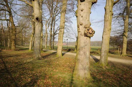 Kap Doolhoflaan Begin november 2010 zijn 16 bomen op de Doolhoflaan tussen