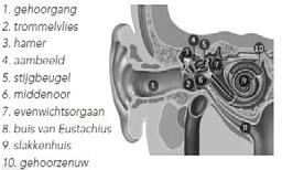 Operatie aan het oor Door middel van deze informatiefolder wil het Maasstad Ziekenhuis u informeren over een stijgbeugeloperatie.