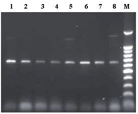 3 Resultaten en Dicussie 3.1 PCR resultaten met ITS primers De resultaten verkregen met ITS primers (Navajas et al.