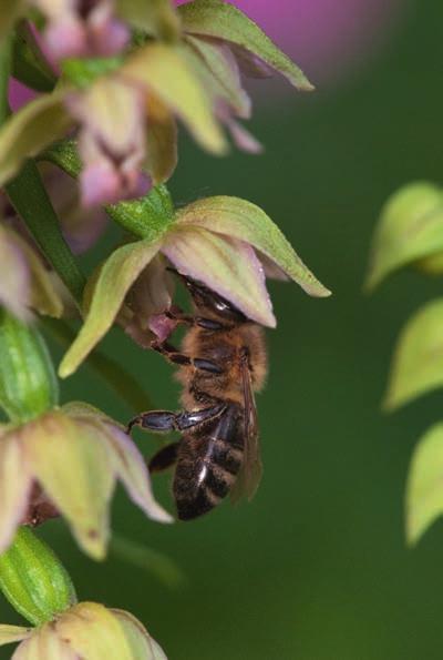 niet door rupsen belaagd wordt. Op deze manier worden de wespen aangetrokken. Eenmaal op de bloem geland bemerken ze dat er geen rupsen zijn, maar wel een andere vorm van beloning, namelijk nectar.
