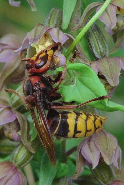 316 december 2014 jaargang 103 12 natuurhistorisch maandblad a b figuur 6 Hoornaar (Vespa carbro) op Brede wespenorchis (Epipactis helleborine). Geulle, 27-7-2012 (foto: Jean Claessens).