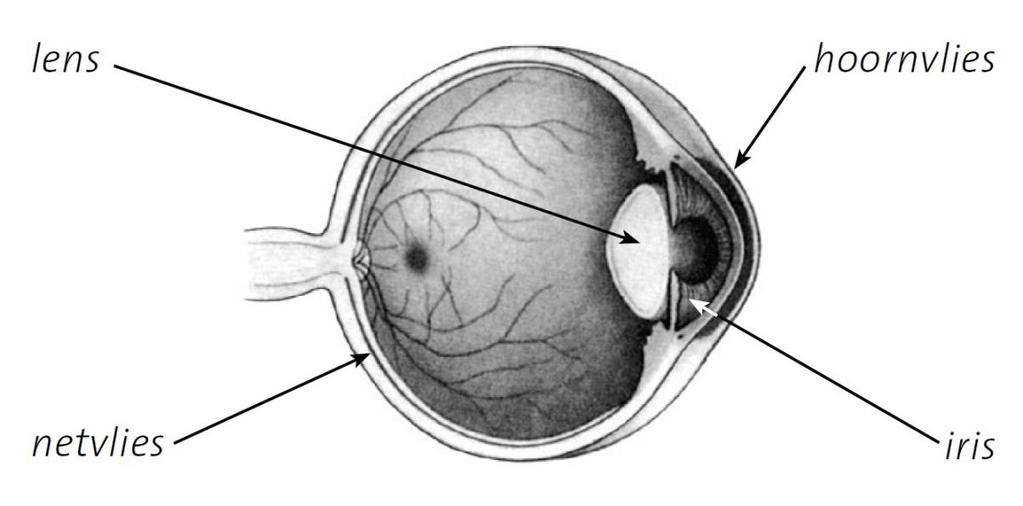 U bent bij de oogarts geweest en uw ogen zijn onderzocht. Daaruit is gebleken dat u een netvliesaandoening heeft. Deze kan behandeld worden met injecties in het oog.