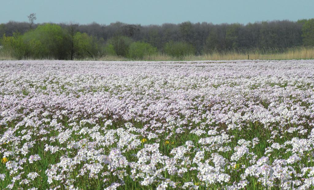 Leusenermaan (70,8 ha) is de verzamelnaam van een aantal graslanden en een bosje in de omgeving van een dode arm van de Overijsselse Vecht.