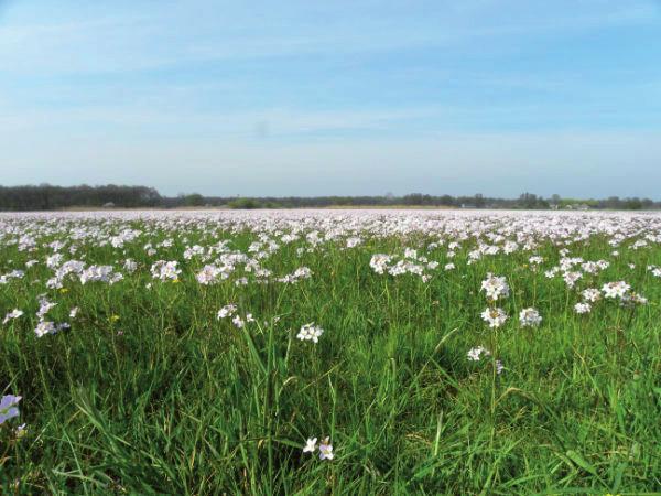 Broedvogel s van Leusenermaan in 2010 1. Inleiding In het voorjaar van 2010 werd Leusenermaan (70,8 ha) in Overijssel geïnventariseerd op broedvogels.