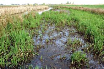 polders inrichten voor poldervissen Natuurvriendelijke oevers Door de harde barrière tussen land en water te vervangen door een natuurvriendelijke oever (nvo), ontstaat meer variatie.