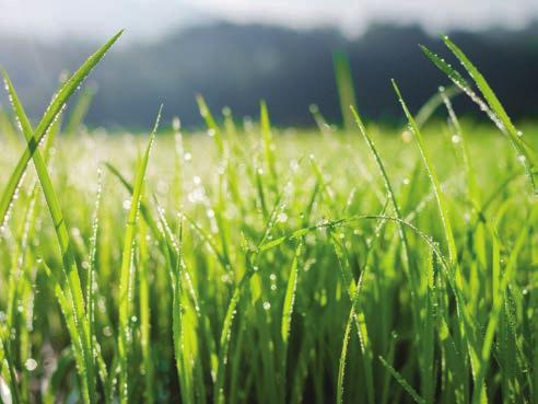 Alles wat we leren van alles wat we doen, wordt in de ontwikkeling van onze gazon en tuinproducten gestopt, zodat we