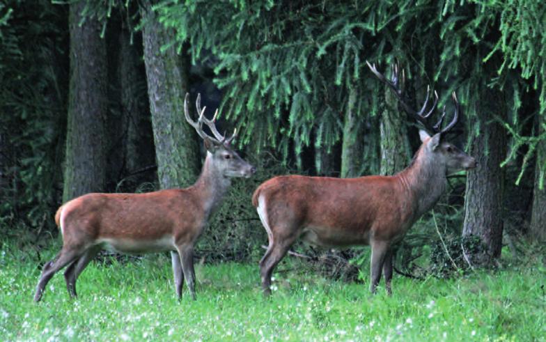 Het edelhert Observeren en herkennen Zomer De zomer is voor de edelherten een periode van lichamelijke ontwikkeling. De kalveren groeien sterk en hebben eind augustus een gewicht van 25 tot 30 kilo.