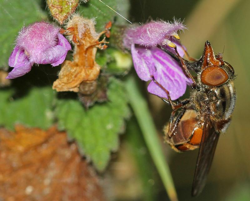 - Rhingia campestris Gewone snuitvlieg De Snuitvlieg herken je niet direct als een zweefvlieg. Hij is te herkennen door de lange rechte snuit.