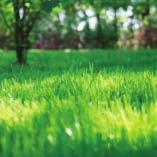 het voorjaar en de zomer DCM Organische Gazonmeststof NPK 8-6-7 en 3 MgO voor een rustige groei, zonder extra maaibeurten