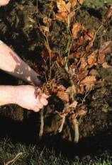 Basisbemesting Jonge planten hebben veel energie en voedingsstoffen nodig voor de vorming van nieuwe wortels, takken, stengels en bladeren.