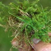 Een regelmatige bekalking houdt een gepaste zuurgraad op peil. Zo kan het gras optimaal blijven groeien en wordt mosvorming onderdrukt.