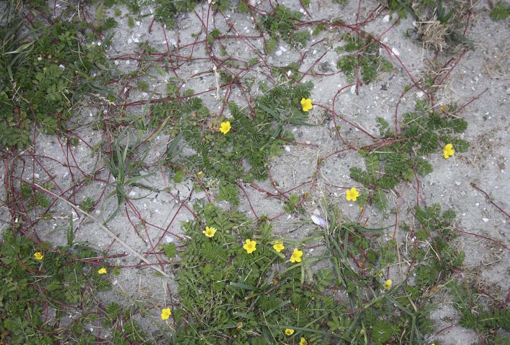 190 Graven aan de voet van de Achlumer dorpsterp Fig. 14.4. Zilverschoon (Potentilla anserina) met talrijke bovengrondse worteluitlopers bij het Lauwersmeer (foto M. Schepers, RUG/GIA).