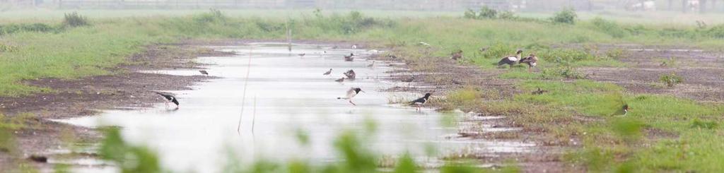 Effecten van plas-draspercelen In 2012 zijn er veel nieuwe plas-draspercelen gerealiseerd in de Lopikerwaard.