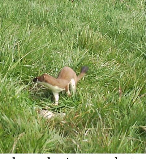 afneemt, zal ook het aantal weidevogels dat de vliegende predatoren