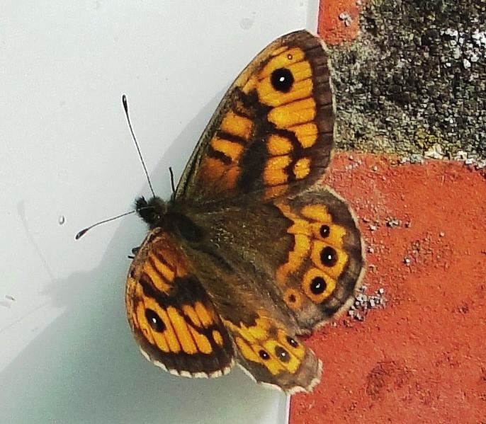 8 Natuurbehoud Beschermingsplan argusvlinder, ook in Sint-Gillis-Waas? De argusvlinder (Lasiommata megera) is volgens de recente Vlaamse Rode Lijst een bedreigde vlindersoort in ons gewest.