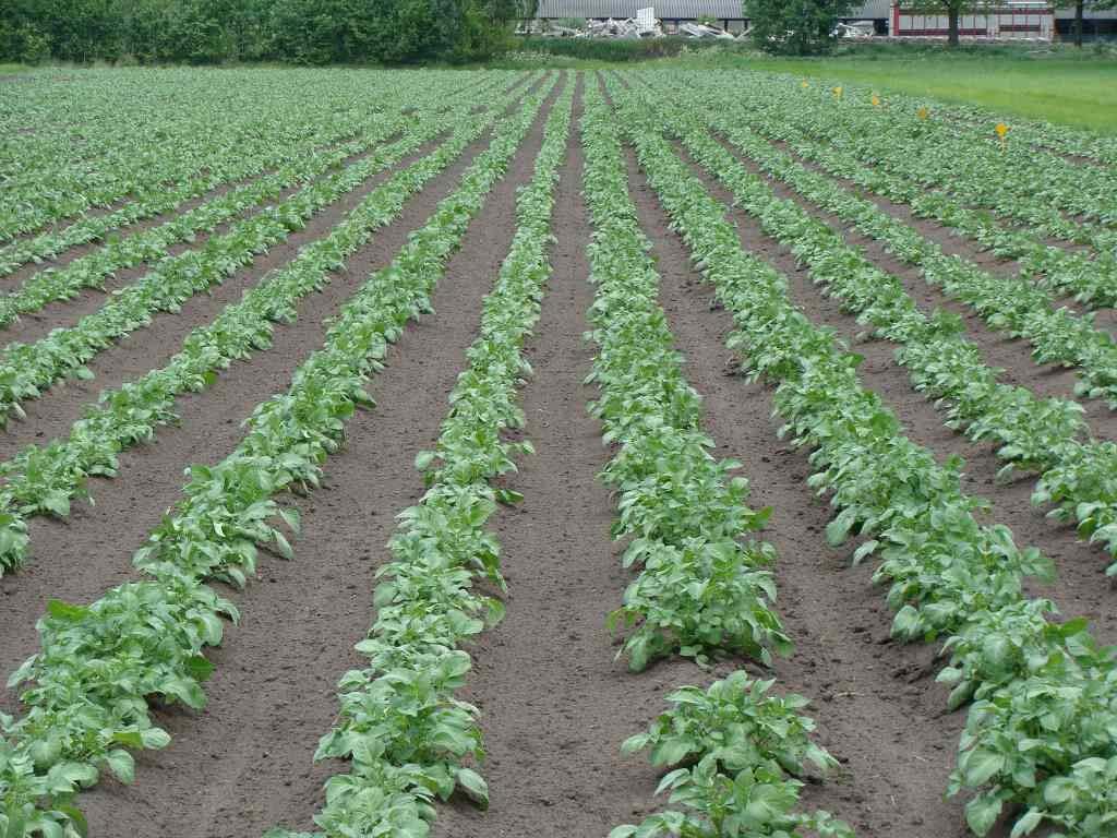 Afbeelding 6: Het gewas op 11 mei Een week na de vorige foto van 4 mei is op 11 mei het effect van de grotere poters, het rechter deel, heel duidelijk zichtbaar.