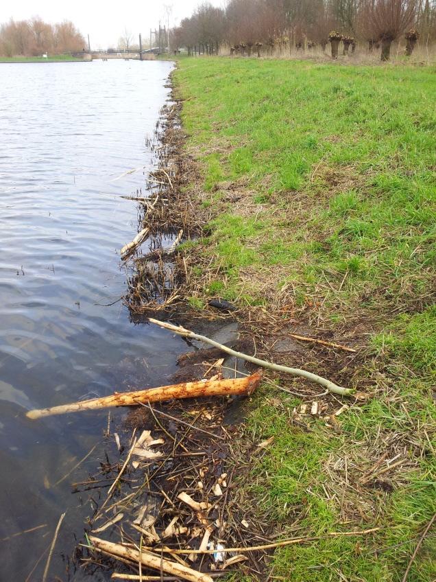 3 De bever in en rond het plangebied 3.