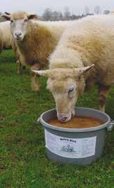 vitaminen en mineralen 35% Bellic zorgt voor een gezonde penswerking en stimuleert de pensbacteriën Speciaal voor koperbehoeftige schapen 1 stuk 22, 50 /stuk 5 stuks 21, 00