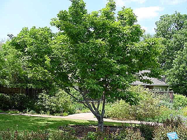 Magnolia soulangeana beverboom Slaat