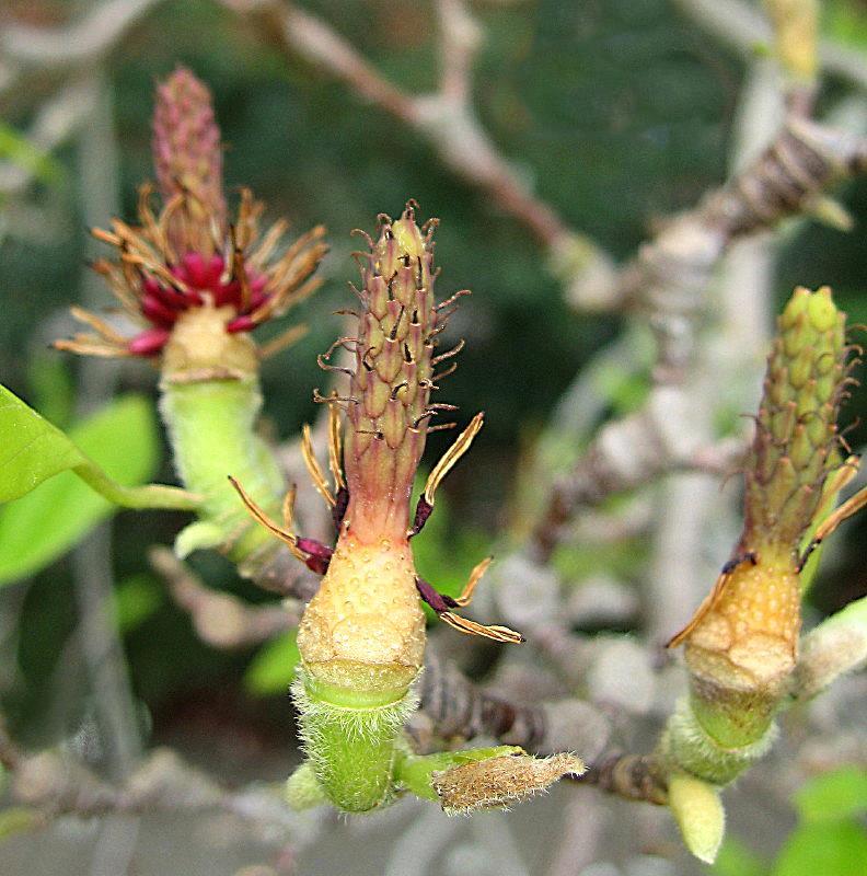 tulpachtige bloemen