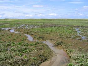 Sedimentatiemodel kwelders Ameland Fase 1: ontwerp en haalbaarheid Alma V. de Groot, Willem E.