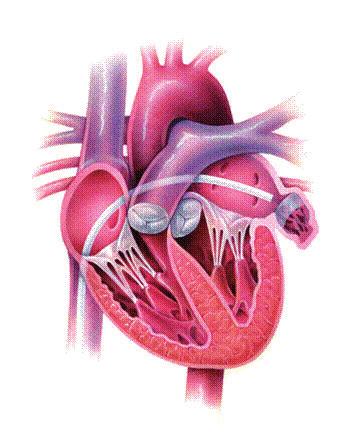 Omdat de precieze plaatsbepaling bij deze behandeling zo belangrijk is, maakt de arts zowel gebruik van röntgenstralen als van echografie. Deze echo gebeurt langs een buis in de slokdarm.