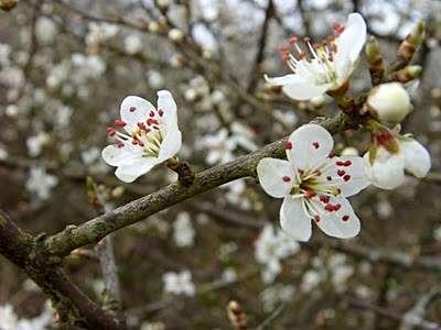 Prunus spinosa Witte