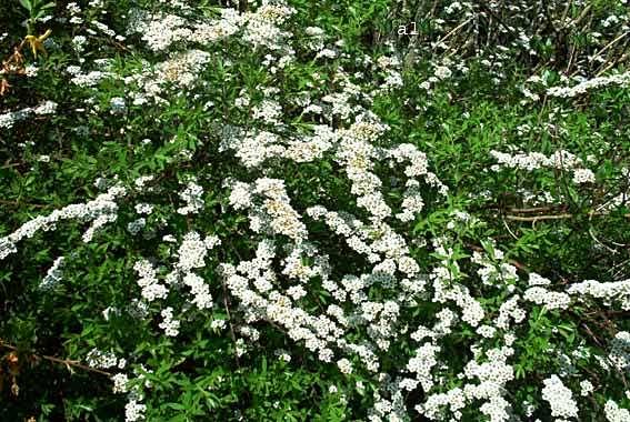 Spiraea arguta spierstruik