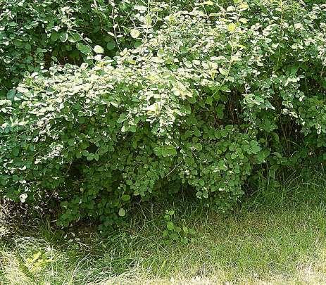 Symphoricarpos-soorten hebben roze bessen) Breed