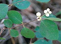 Symphoricarpos albus Eirond