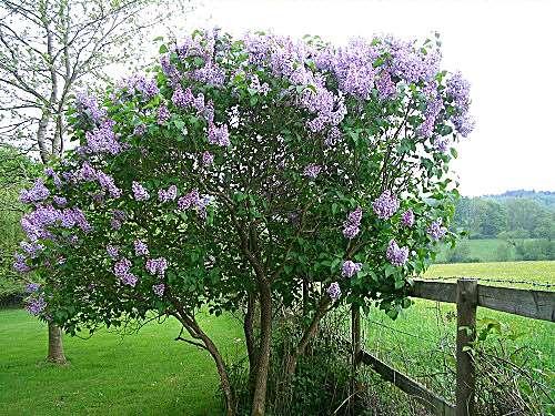 Syringa vulgaris