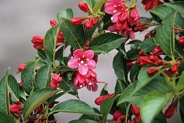 Weigela hybriden Toegespitste top