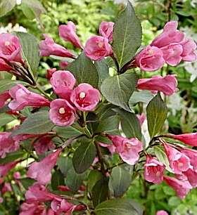 Weigela