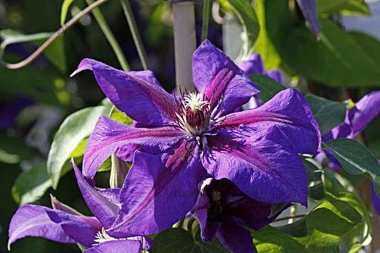 Clematis hybriden