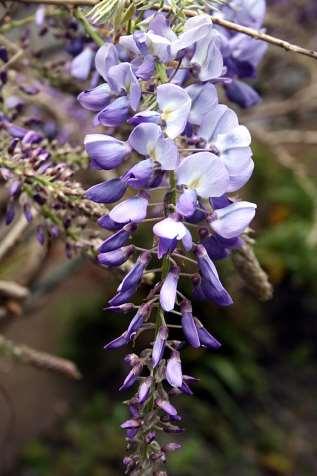 Wisteria