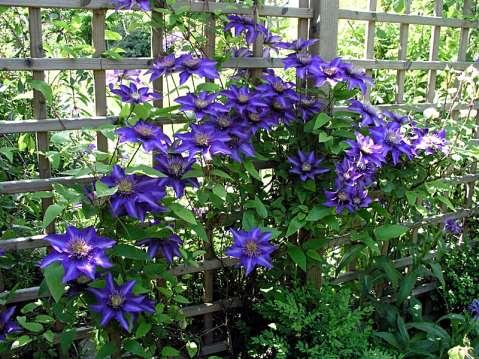 Clematis hybriden hybriden = bastaard