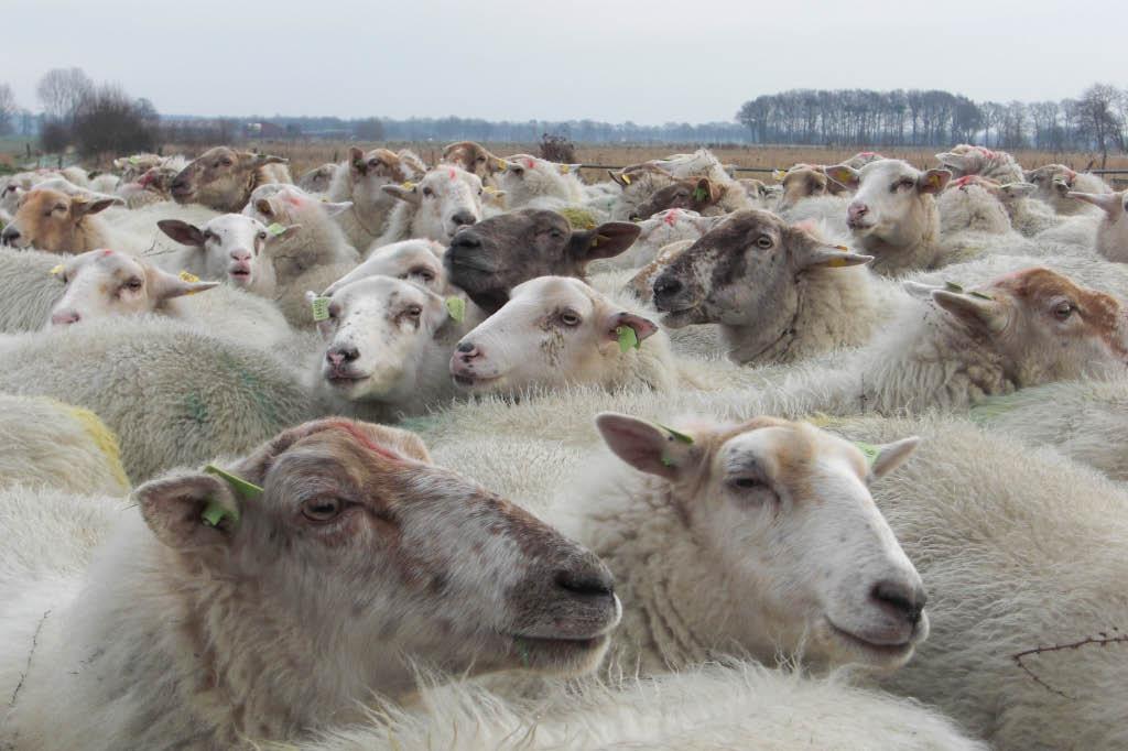 Schapen op de Brabantse Wal Sinds het begin van 2010 is de Stichting Vrienden van de Vijverhoeve al in touw om de schapen te laten terugkeren op de Brabantse Wal. In juni jl.