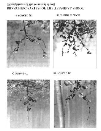 Aanhangsel 4 Topscheut/Taksysteem Beuk Topscheut: a = recht (klasse 1); b en c = gevorkt (klasse 2); 3 = bezemvormig (klasse 3) Naar Sagheb-Talebi 1996 Taksysteem plant: