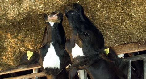 Inzet van Pioneer Inoculanten Inzet van Pioneer silage inoculanten in gras Uitgangsituatie Advies Kenmerken RENDEMENT Snelle conservering Remt broei- & schimmelvorming Meer rendement uit ruwvoer