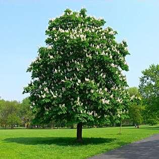 Aesculus hippocastanum Witte