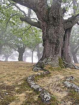 Castanea sativa Tamme kastanje