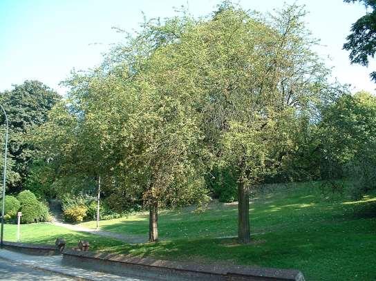 Crataegus laevigata Twee-stijlige