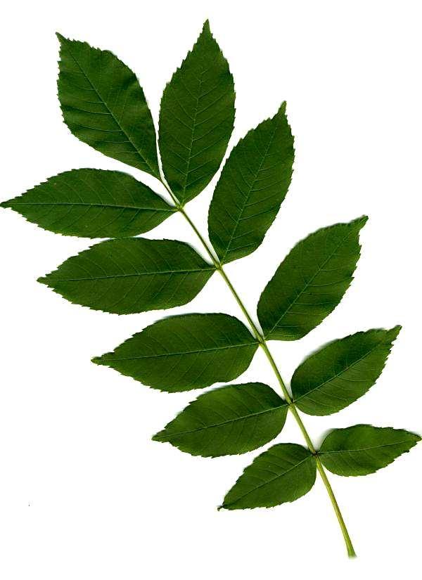 Fraxinus