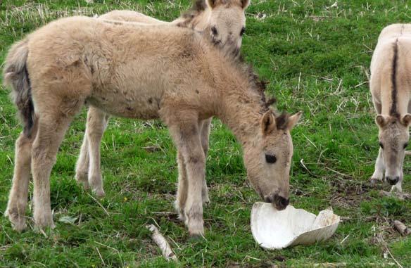 Elk jaar treedt de Maas in het winterseizoen buiten zijn oevers. Soms verschillende keren. En telkens blijft er opnieuw zwerfvuil achter op de rivieroevers.