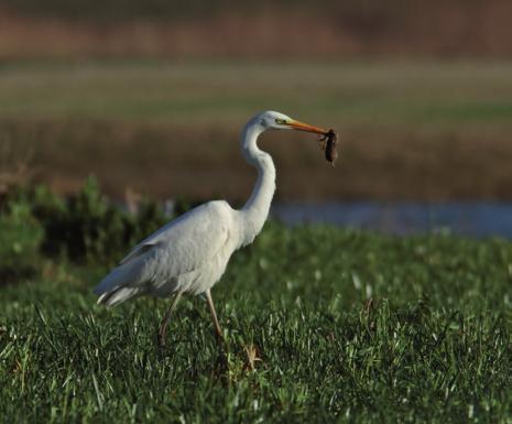 Hoe meer variatie in het landschap, hoe meer soorten zich hier thuis voelen. Openluchtmuseum Op de valleiflanken kan je de bloemrijke graslanden bewonderen.