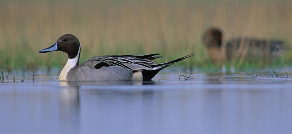 Sleedoorn en meidoorn zijn daarbij erg belangrijke soorten om- addepoel lopen gebogen dat ze een goede beschutting bieden voor vogels. door het landschap. Het zijn meanderthalers.
